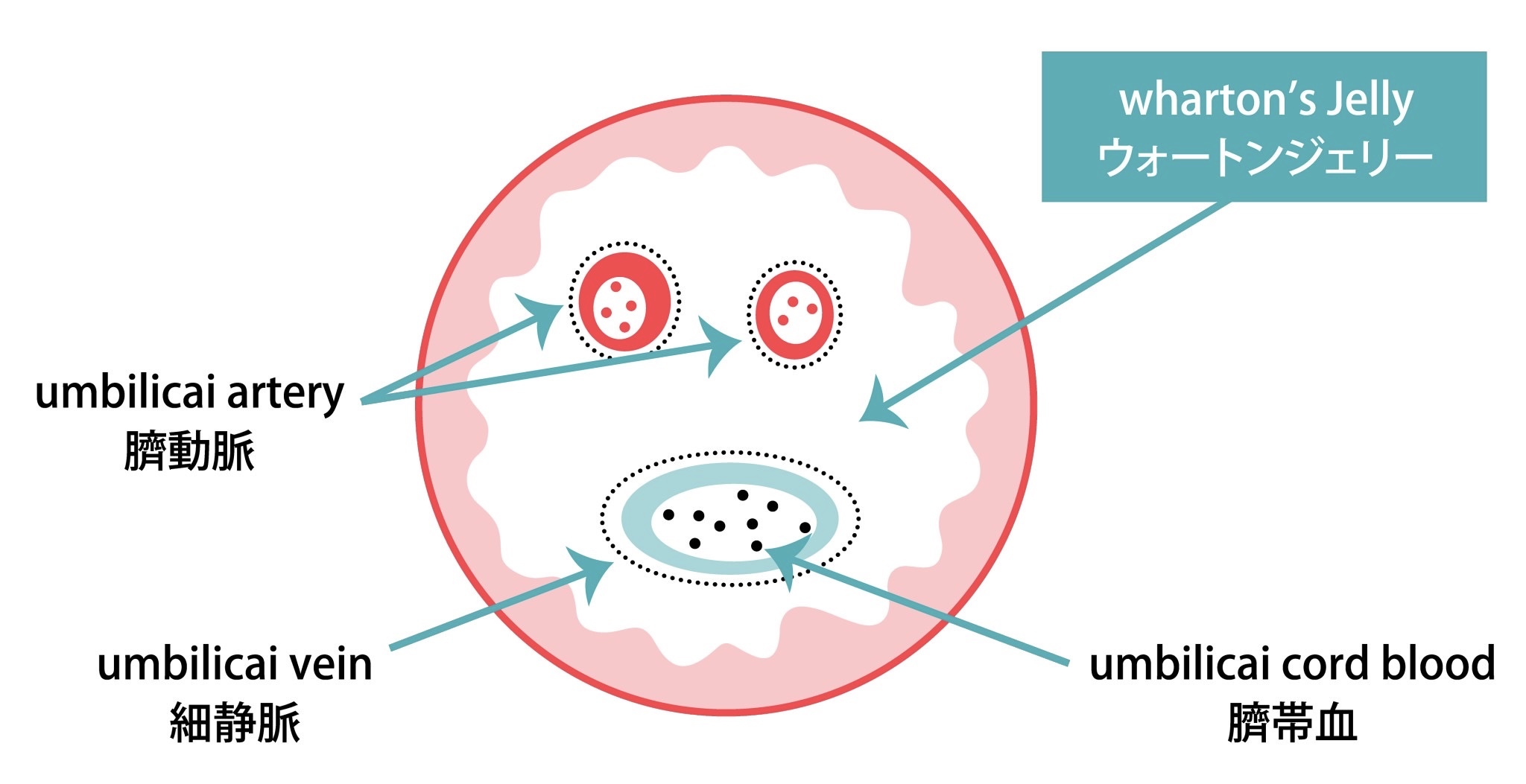 エクソソーム点滴は全て同じではない?幹細胞培養上清液の種類によって効果に差があるって本当? | 銀座美容クリニック京都院